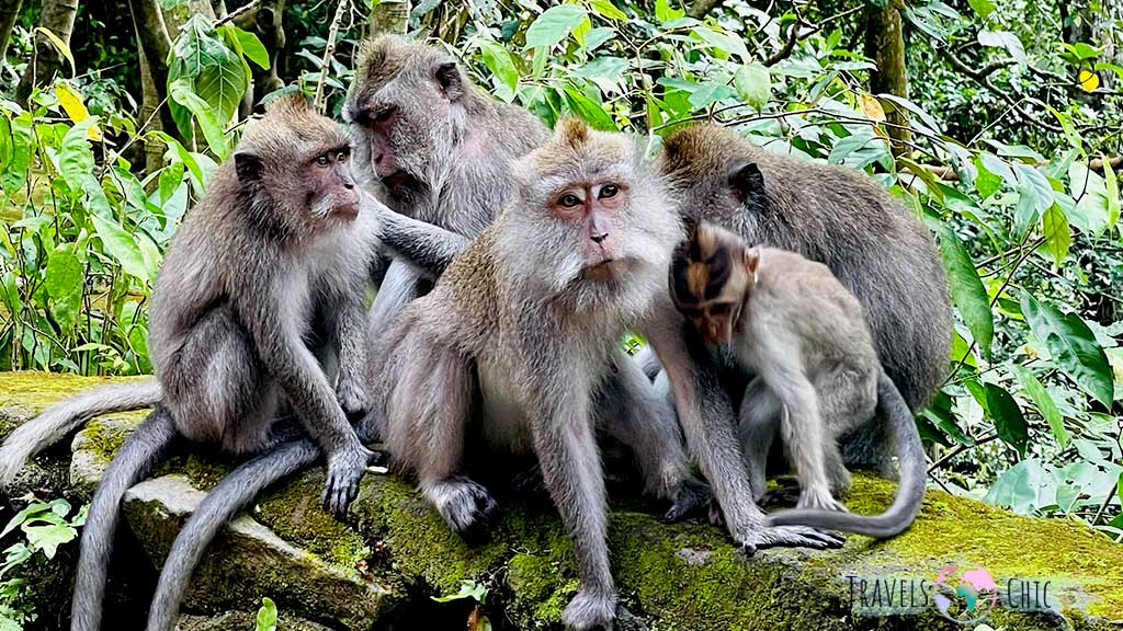 Monkey forest