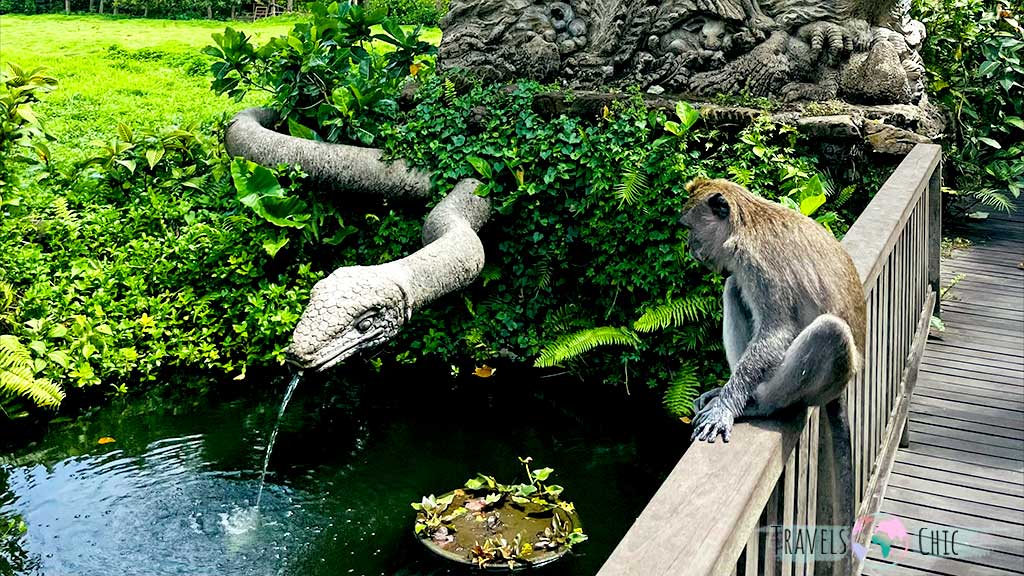 Monkey forest