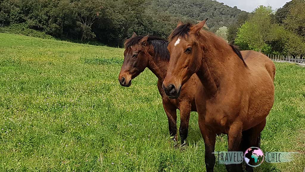 Caballos Santa Susanna