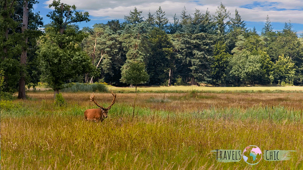 Parque natural Hoge Veluwe en los Paises Bajos
