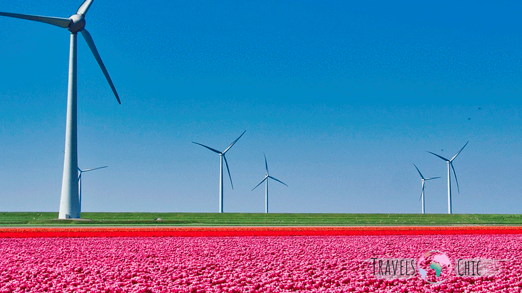 Tulipanes que ver en Holanda