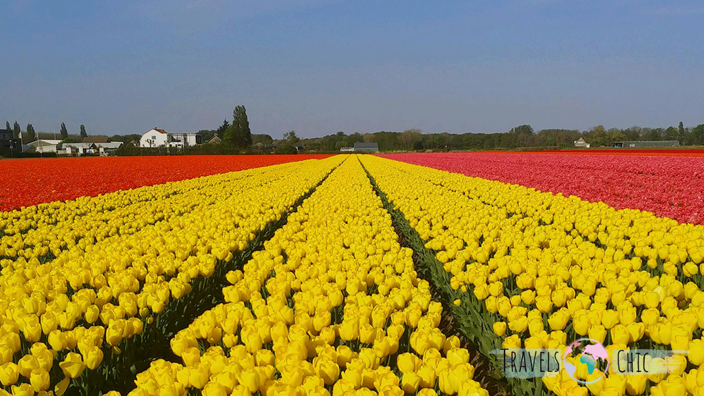 Campo de tulipanes que ver en Keukenhof
