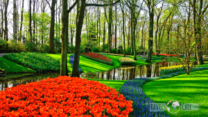 Amsterdam to Keukenhof gardens