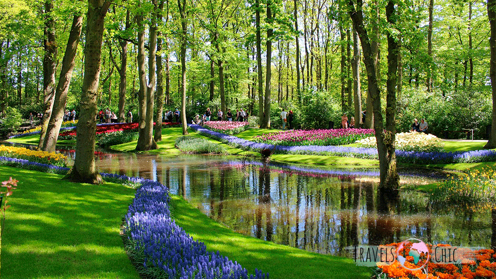 Guided tour from Amsterdam to Keukenhof tulip fields.