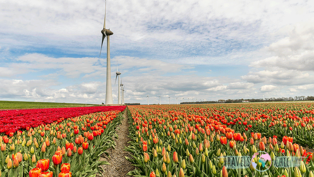 Keukenhof, una de las excursiones mas populares desde Amsterdam