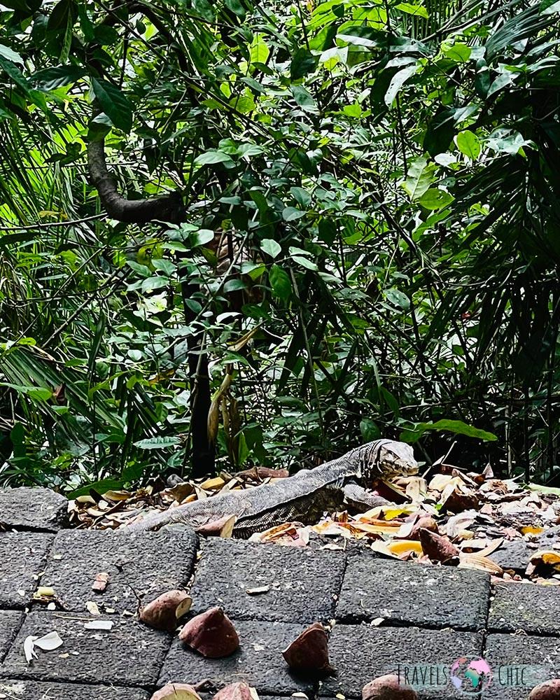 Lagarto grande asiatico