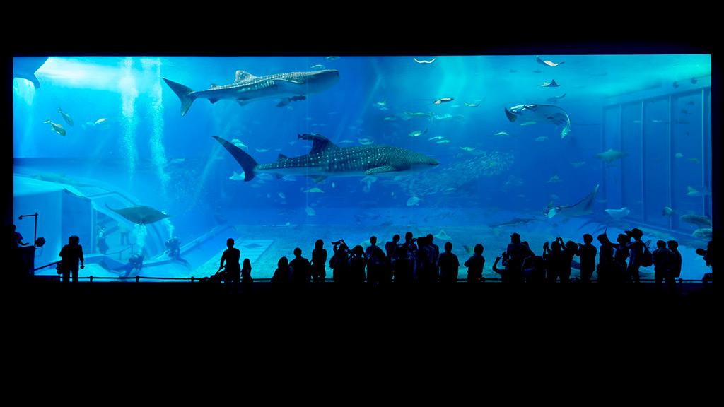 Acuario Oceanogarfic